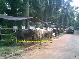 sapi yg belum di belah