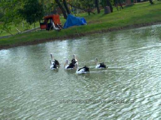 swimming in Piss ( Danau Ecopark  )