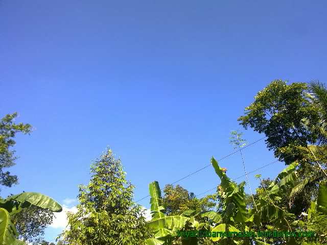 narziez abiez.1521.jpg