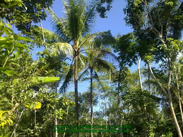 narziez abiez.1523.jpg