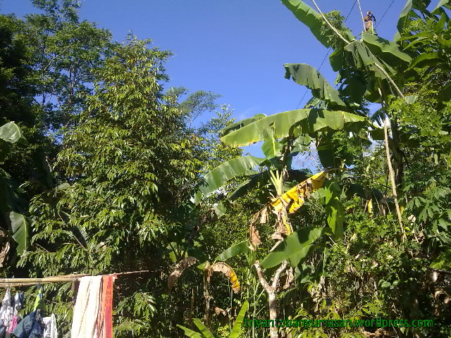 narziez abiez.1524.jpg