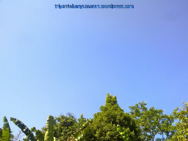 narziez abiez.1525.jpg