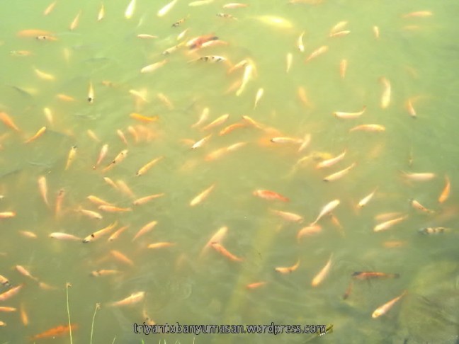 narziez abiez.1644.jpg