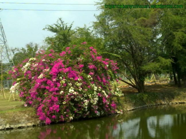 narziez abiez.1687.jpg