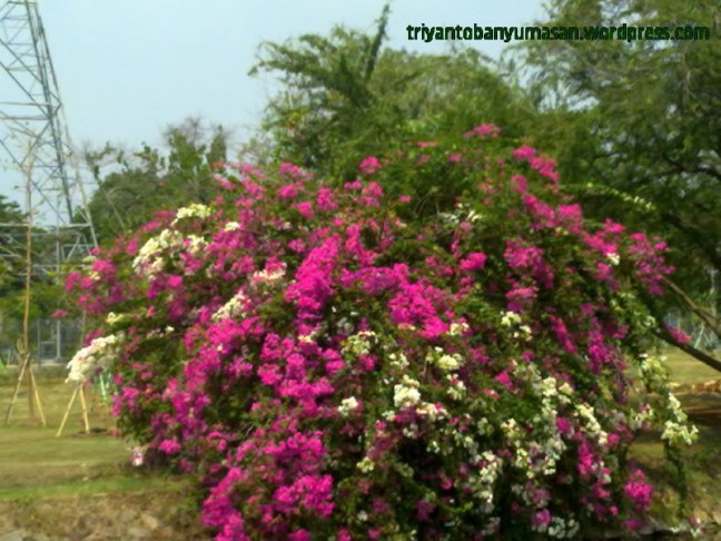 narziez abiez.1688.jpg