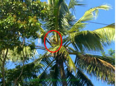 pongkor stopless.jpg