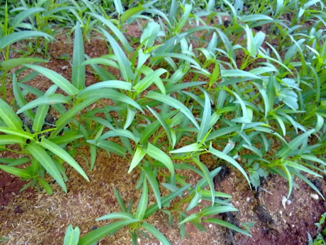 narziez abiez.1917.jpg