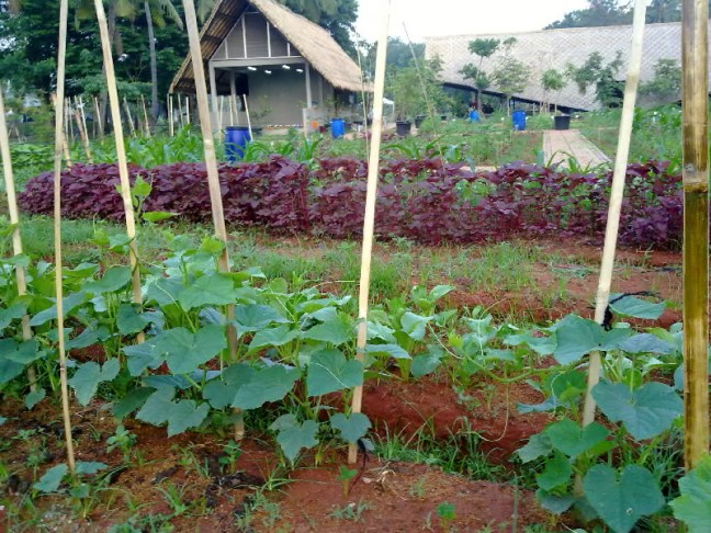 narziez abiez.1919.jpg