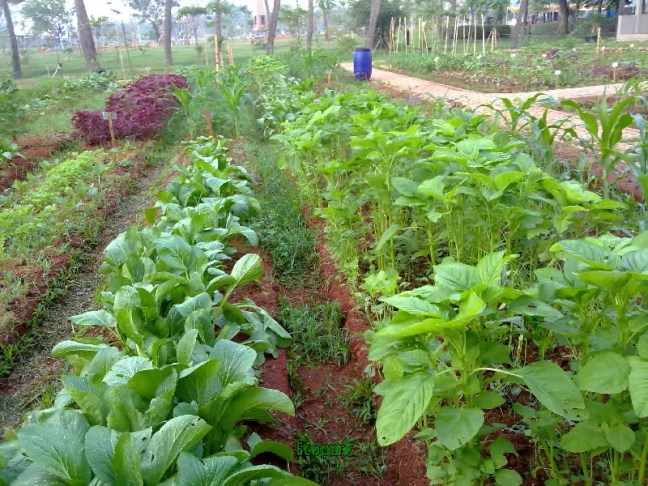 narziez abiez.1923.jpg