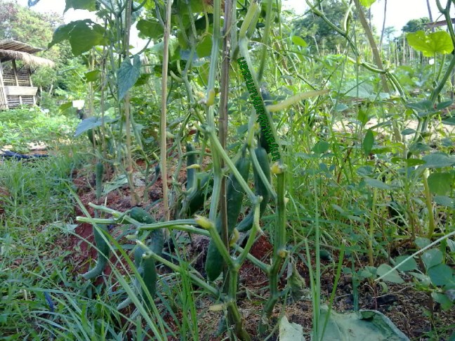 narziez abiez.1941.jpg