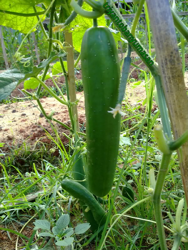 narziez abiez.1942.jpg