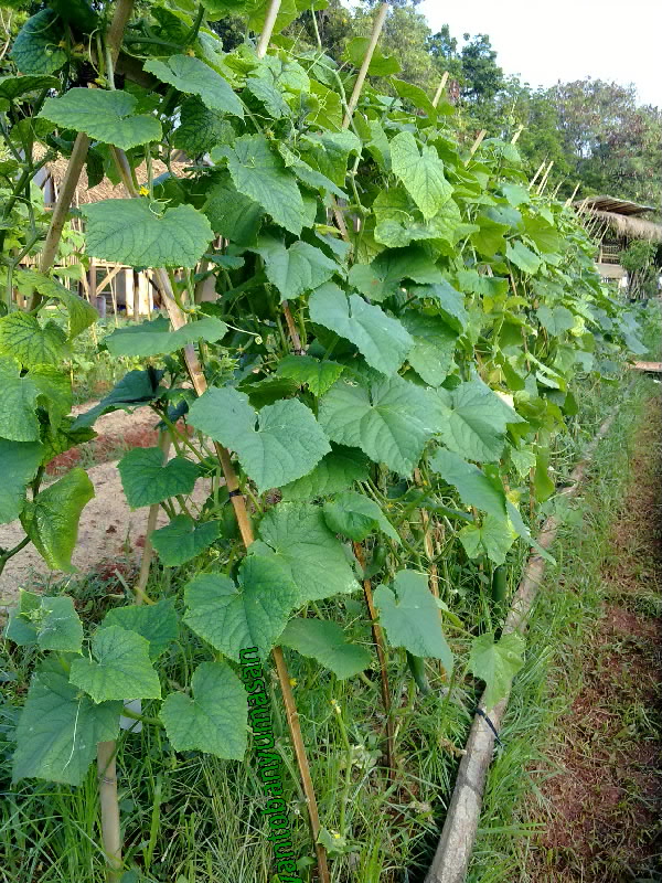 narziez abiez.1943.jpg