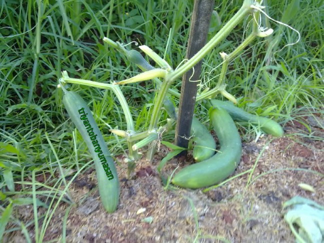 narziez abiez.1944.jpg