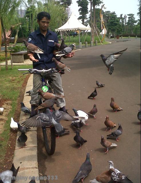 merpatiku berkumpul padaku