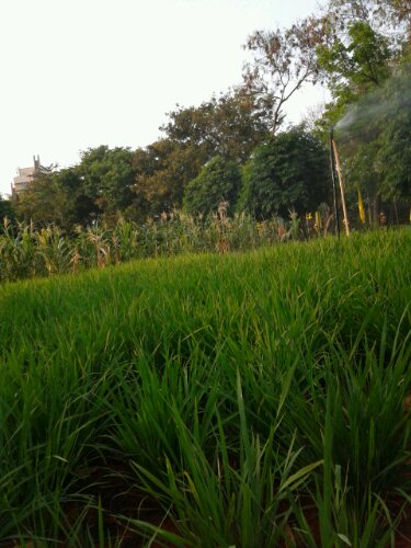 sawah ancol jakarta image
