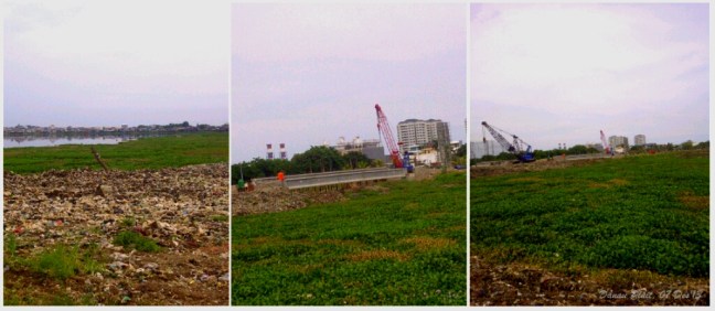 enceng_gondok_danau_pluit[1]