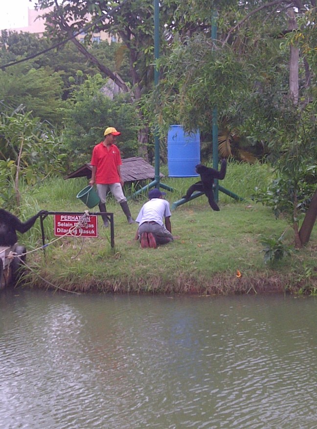 ngasih makan orang utan