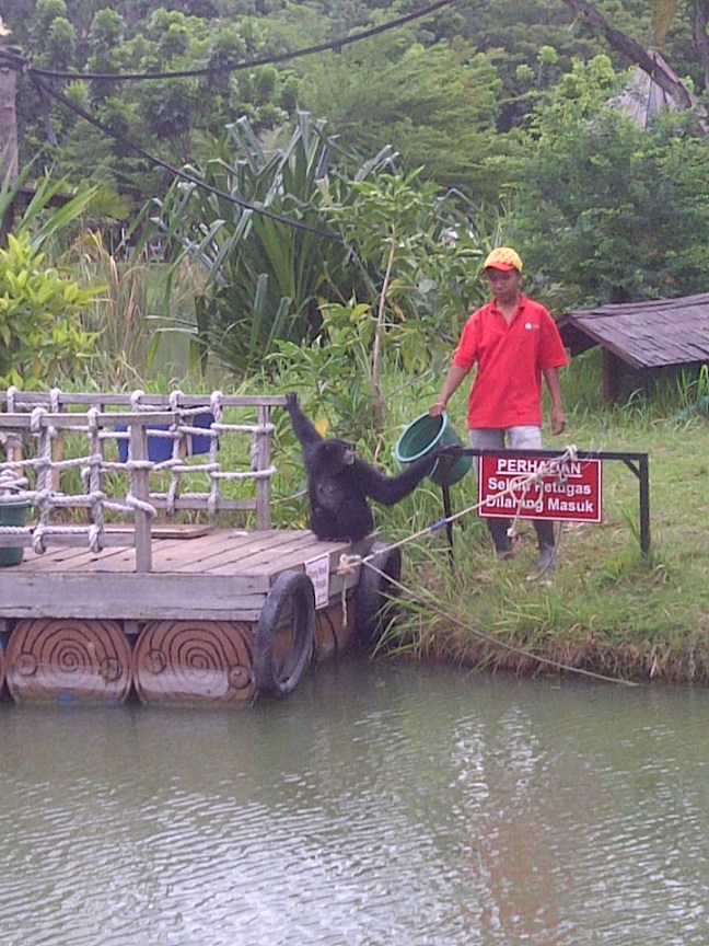 Orang utan ecopark ancol