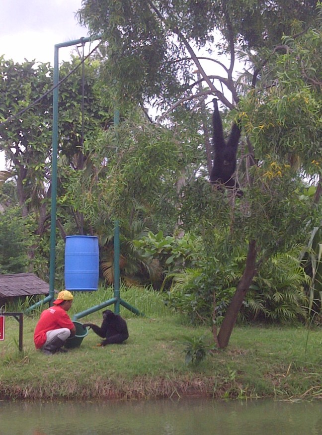 si amang ecopark ancol1