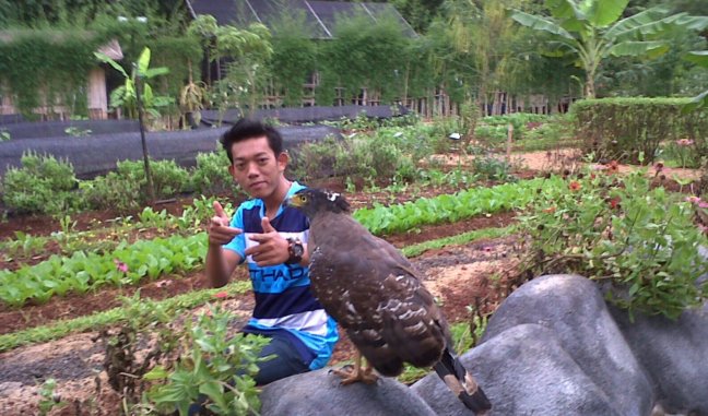 elang ecopark ancol.jpg image