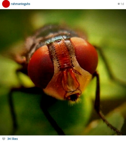 photomacrolens.png image