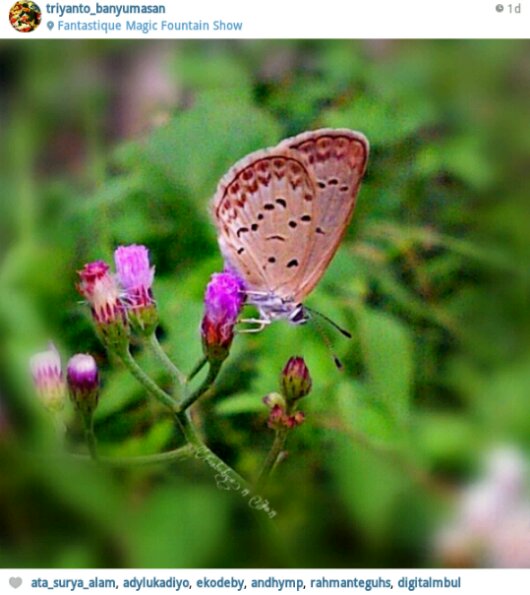 butterfly on instagram.png image