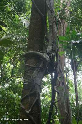 ara-pencekik-1.jpg image