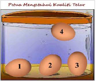 cara cek telur yang baik