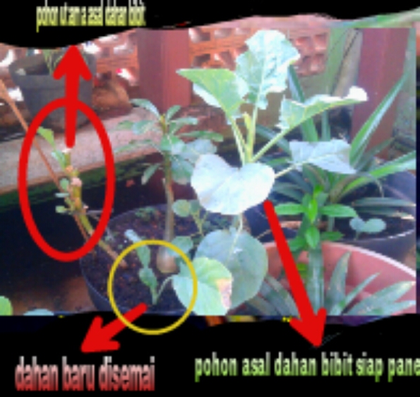 bibit batang tumbuh, bibit batang ditanam dan hasil bibit batang siap pangkas