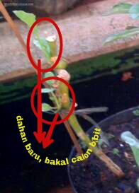 bibit kailan dari dahan yang tumbuh.jpg image