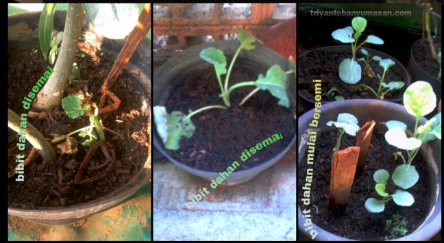 bibit kailan disemai dan bersemi.jpg image