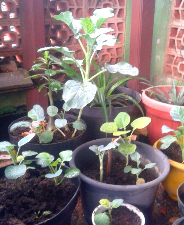 padahal maksudnya biar menghijau ranau seperti ini