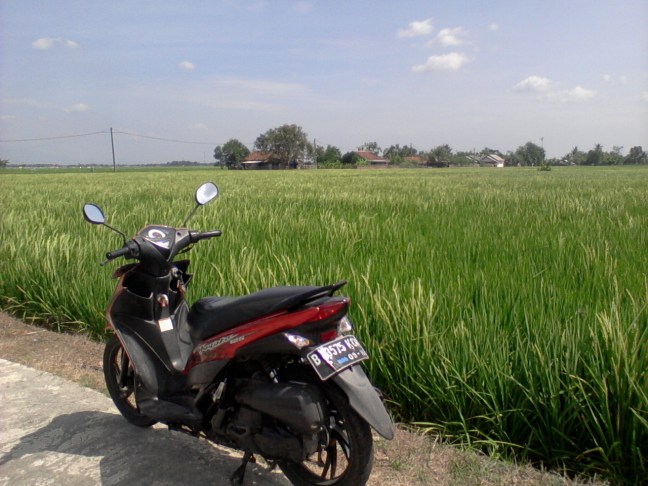 Suzuki Hayate ke sawah karawang