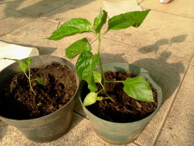 Tanam-cabe-dalam-pot.jpg image