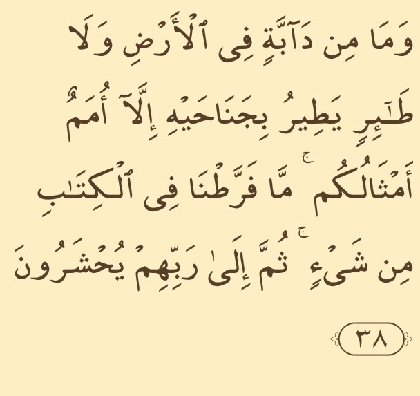 Ayat-tentang-binatang-ternak